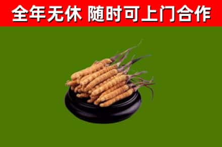 建德回收散虫草